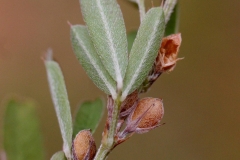 Closer-view-of-fruit of Chinese bush clover