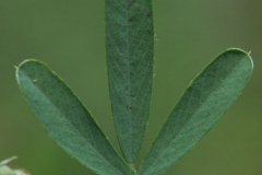 Closer-view-of-leaves-of-Chinese-bush-clover