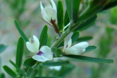 Flowers-of-Chinese-bush-clover