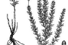 Plant-illustration-of-Chinese-bush-clover