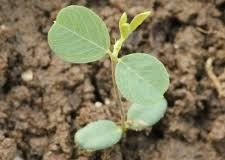 Sapling-of-Chinese-bush-clover