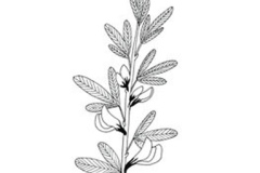 Sketch-of-Chinese-Bush-Clover