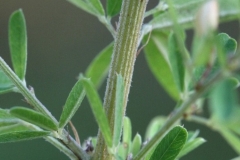 Stem of Chinese bush clover