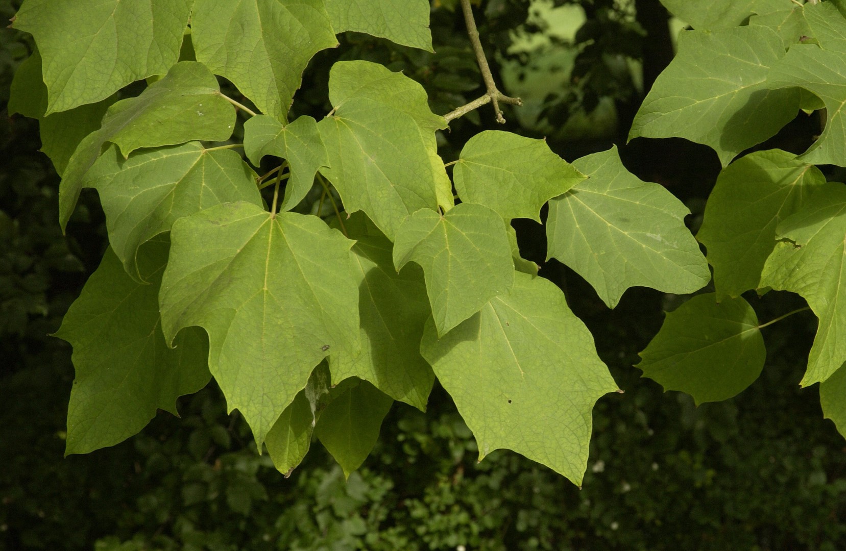 Leaves-of-Chinese-catalpa