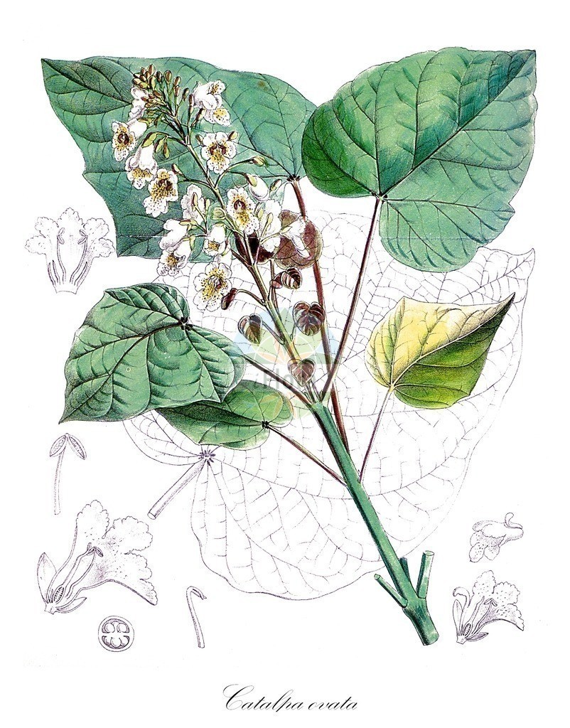 Plant-Illustration-of-Chinese-catalpa