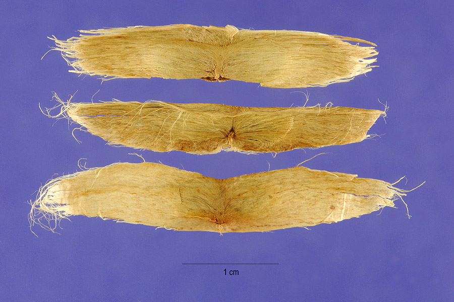 Seeds-of-Chinese-catalpa