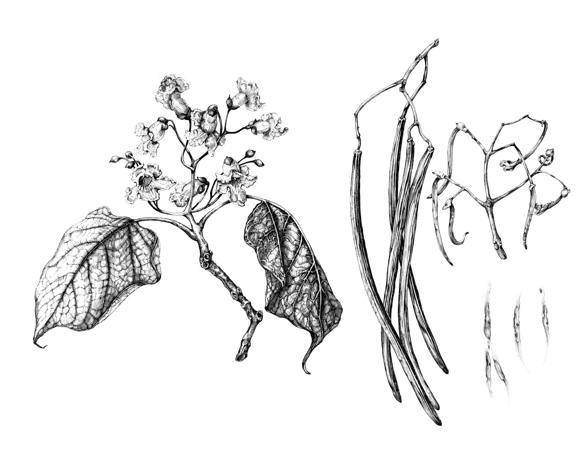 Sketch-of-Chinese-catalpa