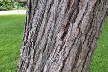 Bark-of-Chinese-catalpa