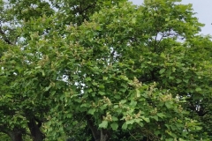 Chinese-catalpa-Tree-growing-wild