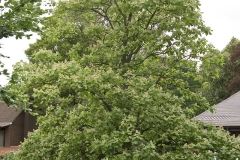 Chinese-catalpa-Tree
