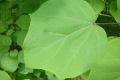 Closer-view-of-leaf-of-Chinese-catalpa