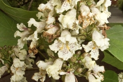 Flowers-of-Chinese-catalpa