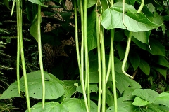Immature-fruits-of-Chinese-catalpa