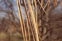 Mature-fruits-of-Chinese-catalpa