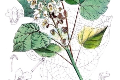 Plant-Illustration-of-Chinese-catalpa