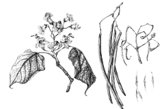 Sketch-of-Chinese-catalpa