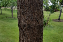 Trunk-of-Chinese-catalpa