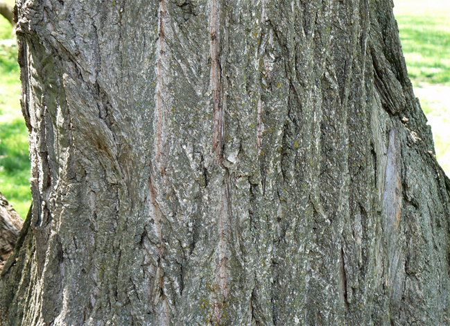 Chinese-chestnut-bark