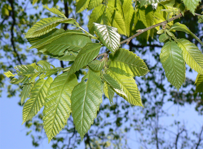 Chinese-chestnut-leaves