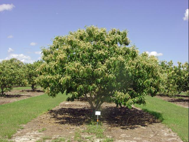 Chinese-chestnut-tree