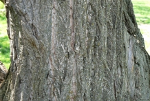 Chinese-chestnut-bark