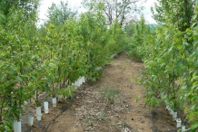 Chinese-chestnut-farm