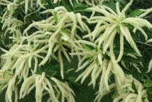 Chinese-chestnut-flower