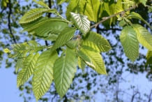 Chinese-chestnut-leaves