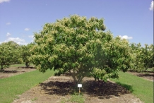 Chinese-chestnut-tree