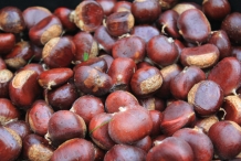Nuts-of-Chinese-Chestnut