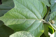 Closer-view-of-leaf-of-Chinese-Glory-Bower