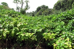 Chinese-Glory-Bower-plant-growing-wild