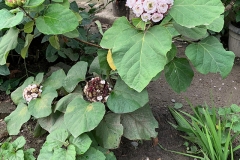 Chinese-Glory-Bower-plant