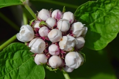 Flowering-buds-of-Chinese-Glory-Bower