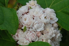 Flowers-of-Chinese-Glory-Bower