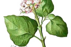 Plant-illustration-of-Chinese-Glory-Bower