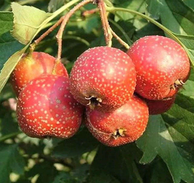 Closer-view-of-mature-fruits-of-Chinese-hawthorn