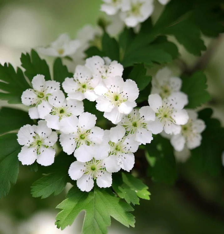 Flower-of-Chinese-hawthorn