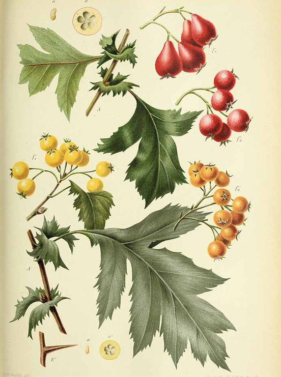Plant-illustration-of-Chinese-hawthorn