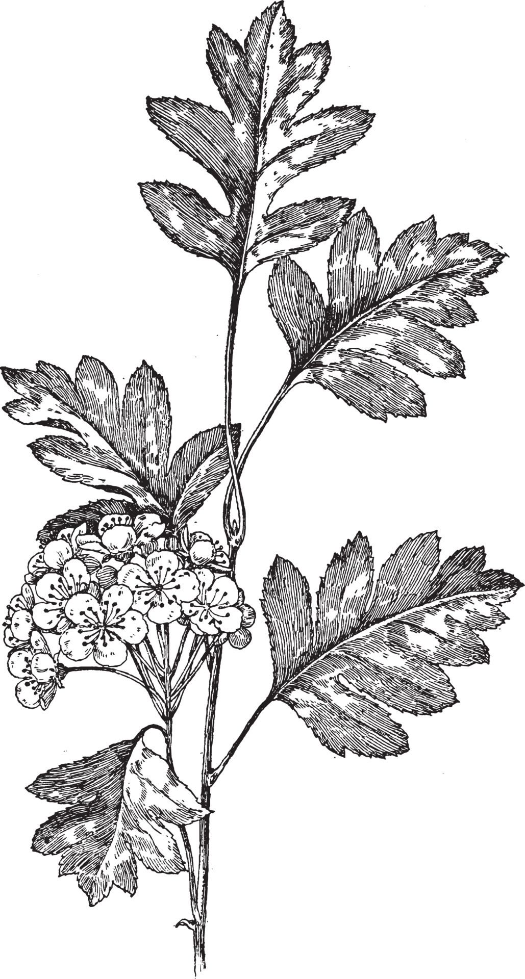 Sketch-of-Chinese-hawthorn