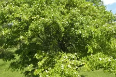 Chinese-hawthorn-Plant