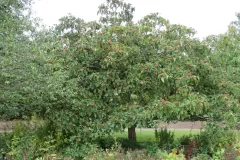 Chinese-hawthorn-plant-growing-wild