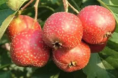 Closer-view-of-mature-fruits-of-Chinese-hawthorn