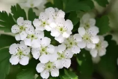 Flower-of-Chinese-hawthorn
