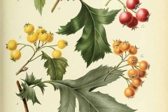 Plant-illustration-of-Chinese-hawthorn