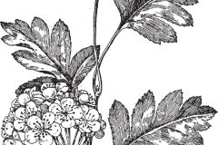 Sketch-of-Chinese-hawthorn