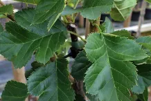 Leaves-of-Chinese-hawthorn