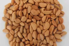 Seeds-of-Chinese-hawthorn