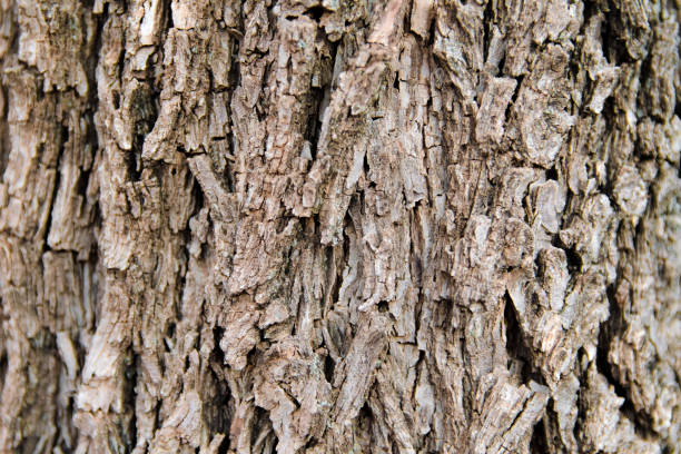 Bark-of-Chinese-hickory