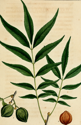 Plant-illustration-of-Chinese-hickory
